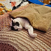 Noula participe au concours pour gagner de l'argent avec cette photo : cat, blanket, knit_blanket, pillow, bed, sleeping, cozy, indoor, feline, white_cat, black_spot, resting, fur, pet, home, comfort, wooden_crib, relaxed, laying_down, soft_texture