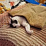 bed, black_spot, blanket, cat, comfort, cozy, feline, fur, home, indoor, knit_blanket, laying_down, pet, pillow, relaxed, resting, sleeping, soft_texture, white_cat, wooden_crib