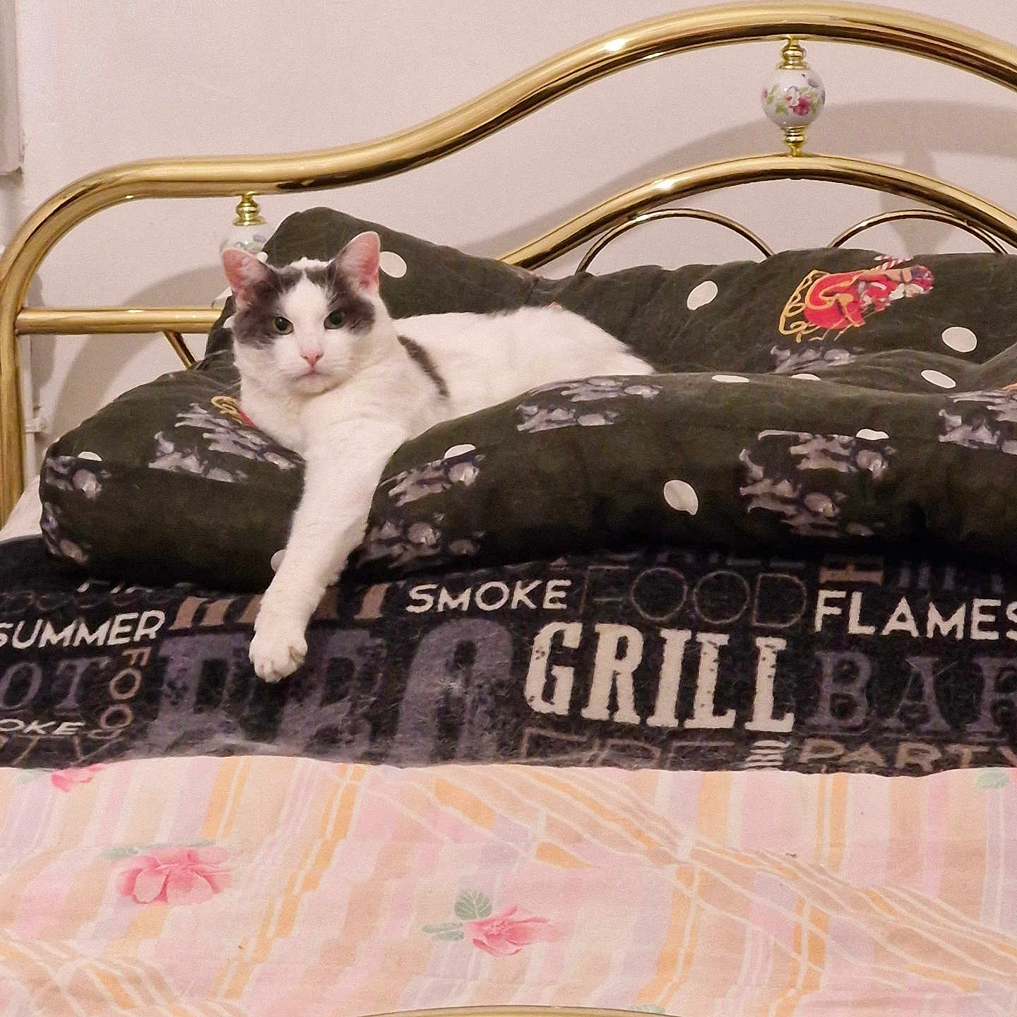 Noula participe au concours pour gagner de l'argent avec cette photo : cat, bed, blanket, pillow, feline, pet, animal, indoor, resting, golden_bed_frame, striped_blanket, patterned_blanket, white_cat, gray_cat, cozy, relaxed, paw, looking, cute, home