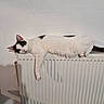 Noula a rejoint le concours — aidez-le/la à gagner de superbes lots ! cat, animal, pet, feline, resting, indoor, radiator, white, black, fur, relaxed, lazy, paw, wall, home, cozy, comfort, lying_down, cute, domestic