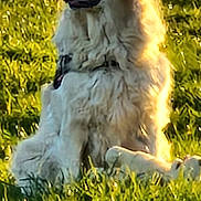 Noisette participe au concours pour gagner de l'argent avec cette photo : animal, canine, collar, daytime, dog, ears, fluffy, fur, golden_retriever, grass, greenery, muzzle, nature, outdoor, peaceful, pet, portrait, relaxing, sitting, sunlight