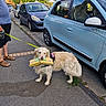 Noisette participe au concours pour gagner de l'argent avec cette photo : blue_car, car, daytime, dog, golden_retriever, leash, outdoor, package, parked_car, pavement, person, pet, sandals, shorts, sidewalk, street, trees, urban, walking, yellow