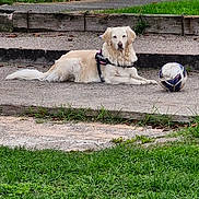 Noisette participe au concours pour gagner de l'argent avec cette photo : animal, calm, daylight, dog, fur, golden_retriever, grass, leisure, lying_down, mammal, nature, outdoor, park, pet, playground, quiet, resting, soccer_ball, sports_equipment, wooden_border