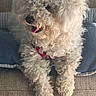 animal, close_up, collar, companion, couch, cozy, curly_fur, cushion, cute, dog, friendly, furry, home, indoor, pet, relaxed, resting, small_dog, tongue_out, white