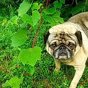 Rupert is registered to the contest to win money with this photo: pug, dog, pet, animal, grass, greenery, leaves, outdoor, nature, cute, fur, face, eyes, portrait, canine, mammal, walking, snout, wrinkles, expression