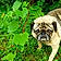 Rupert