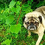 pug, dog, pet, animal, grass, greenery, leaves, outdoor, nature, cute, fur, face, eyes, portrait, canine, mammal, walking, snout, wrinkles, expression