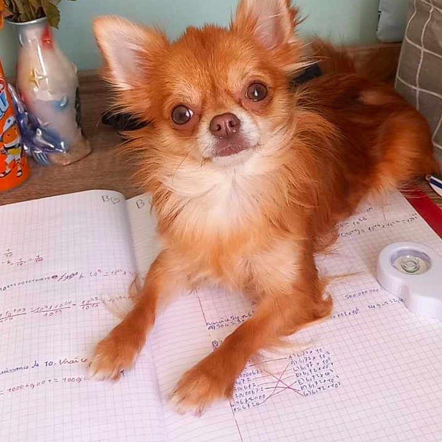 Tequila participe au concours pour gagner de l'argent avec cette photo : animal, canine, chihuahua, desk, dog, electronics, face, flower, head, jar, page, person, pet, phone, plant, pottery, puppy, tape, text, vase