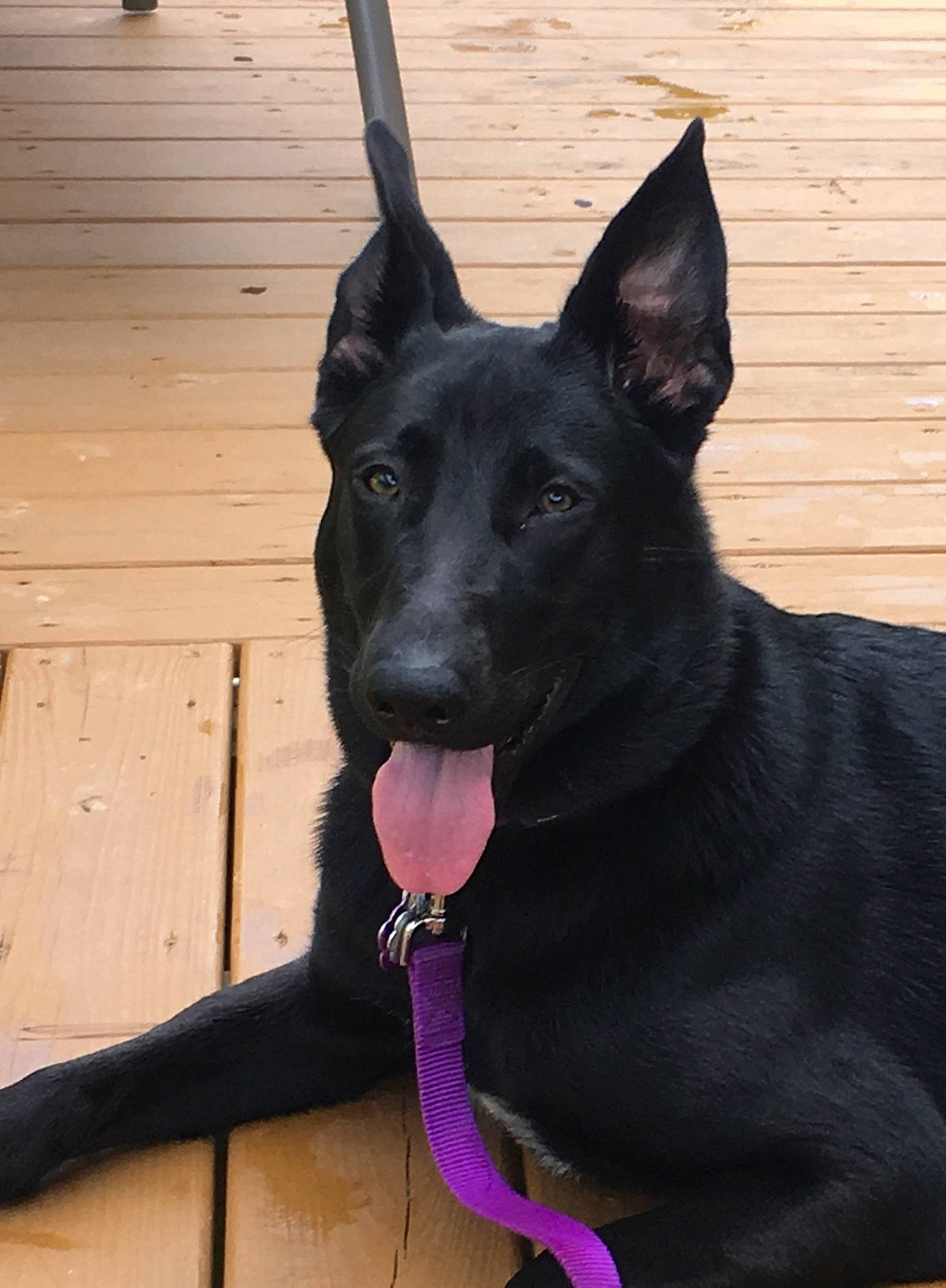 Georgia is registered to the contest to win money with this photo: canidae, carmine, carnivore, collar, companion_dog, dog, dog_breed, dog_collar, fur, guard_dog, hardwood, non_sporting_group, snout, sporting_group, whiskers, wood, working_animal, working_dog