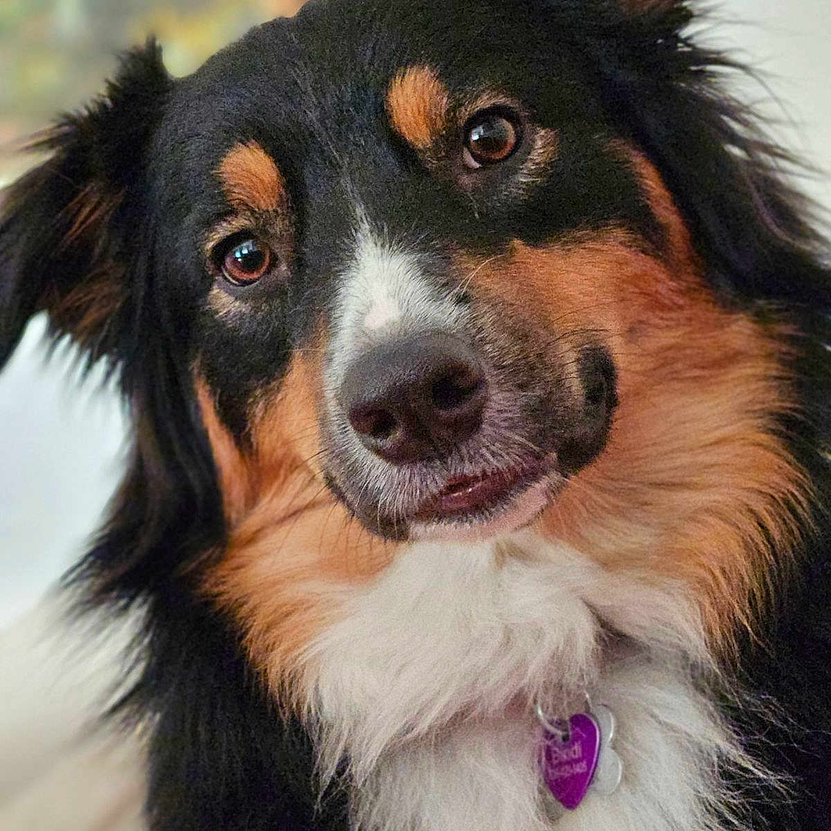 Bindi joined the competition — help win amazing prizes! accessories, animal, appenzeller, ball, canine, cockerspaniel, collar, collie, dog, hound, husky, leash, papillon, pet, puppy, snout, sport, strap, tennis, tennisball