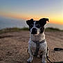 dog, black_and_white, harness, leash, sunset, outdoor, pet, animal, sitting, earth, cracked_ground, sky, nature, blurred_background, evening, canine, quiet, calm, portrait, fur