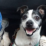 Ruffles is registered to the contest to win money with this photo: dog, black_and_white, smiling, harness, leash, car_interior, floor, shoes, sneakers, pet, happy, canine, sitting, close_up, domestic_animal, companionship, indoor, cute, friendly, animal