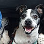 dog, black_and_white, smiling, harness, leash, car_interior, floor, shoes, sneakers, pet, happy, canine, sitting, close_up, domestic_animal, companionship, indoor, cute, friendly, animal