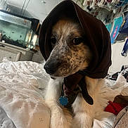 Marshmellow is registered to the contest to win money with this photo: dog, bed, blanket, scarf, indoor, pet, animal, fish_tank, plush_toys, white_fur, collar, tag, resting, cozy, bedroom, decor, furniture, relaxed, cute, closeup