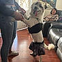 Marshmellow is registered to the contest to win money with this photo: dog, person, indoor, flooring, leather_chair, painting, window, blinds, smiling, jeans, sneakers, holding_hands, dress, happy, tail, wooden_floor, furniture, casual_clothing, home, interaction