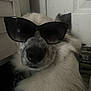 Marshmellow is registered to the contest to win money with this photo: dog, sunglasses, indoor, white_fur, black_nose, close_up, pet, fluffy, cool, accessory, canine, portrait, animal, relaxed, fashion, door, collar, cute, funny, domestic