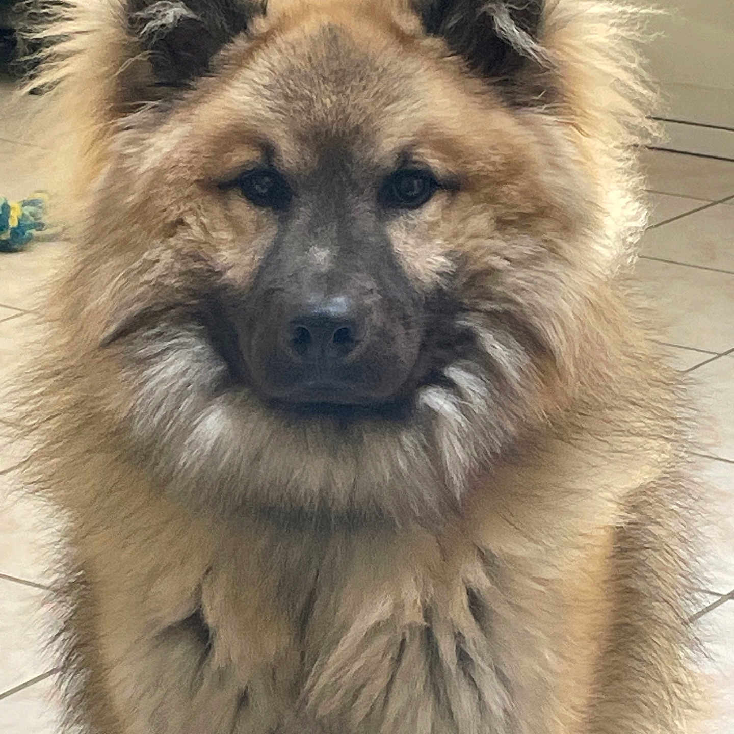 Venum participe au concours pour gagner de l'argent avec cette photo : dog, fluffy, indoor, pet, animal, canine, fur, portrait, sitting, tile_floor, ears, face, eyes, nose, closeup, furry, companion, domestic, cute, watchful