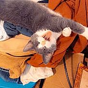Baby is registered to the contest to win money with this photo: canidae, carnivore, cat, claw, comfort, domestic_short_haired_cat, felidae, fur, grey, human_leg, linens, orange, room, small_to_medium_sized_cats, stuffed_toy, tail, textile, whiskers, wood, wool