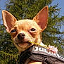 dog, chihuahua, flower, harness, outdoor, nature, tree, greenery, pet, animal, closeup, sunlight, blue_sky, cute, small_dog, leaf, summer, calm, plant, portrait