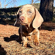 Wesley participe au concours pour gagner de l'argent avec cette photo : puppy, dog, dachshund, outdoor, nature, sunlight, pine_needles, tree, brown_fur, pet, animal, walking, young_dog, close_up, daylight, cute, forest, canine, small_dog, background_blur