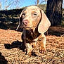 puppy, dog, dachshund, outdoor, nature, sunlight, pine_needles, tree, brown_fur, pet, animal, walking, young_dog, close_up, daylight, cute, forest, canine, small_dog, background_blur