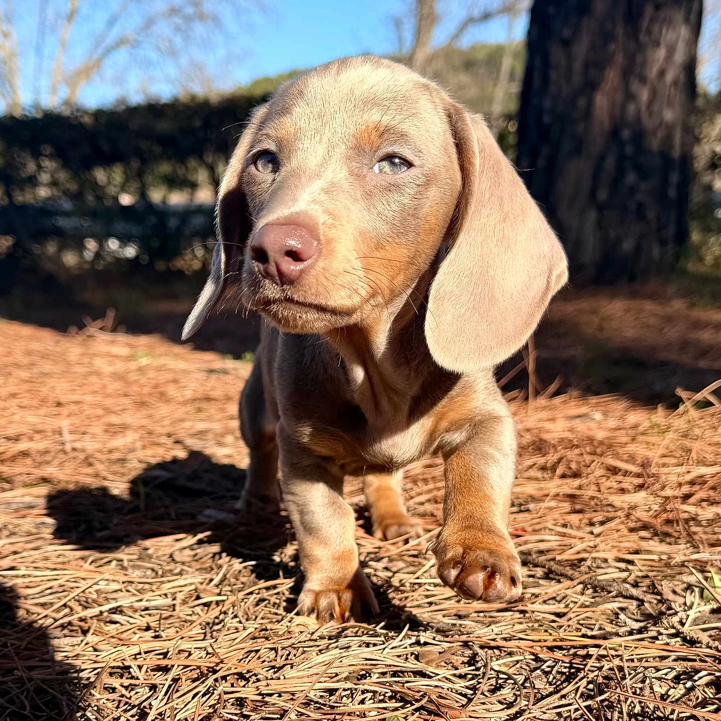 Wesley participe au concours pour gagner de l'argent avec cette photo : animal, background_blur, brown_fur, canine, close_up, cute, dachshund, daylight, dog, forest, nature, outdoor, pet, pine_needles, puppy, small_dog, sunlight, tree, walking, young_dog
