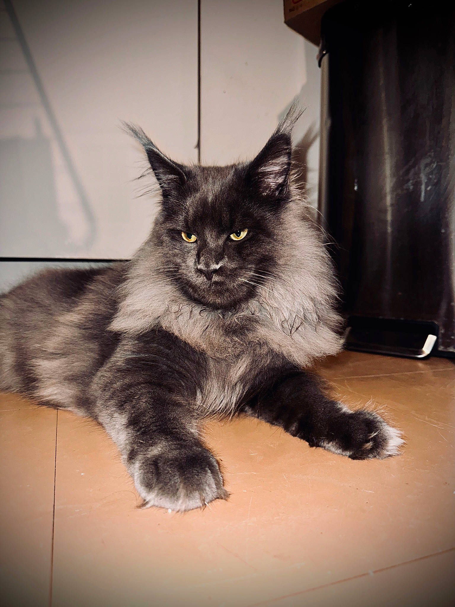 Sirius participe au concours pour gagner de l'argent avec cette photo : black_cat, carnivore, cat, claw, comfort, domestic_short_haired_cat, felidae, flooring, fur, grey, monochrome, monochrome_photography, paw, plant, sitting, small_to_medium_sized_cats, snout, tail, whiskers