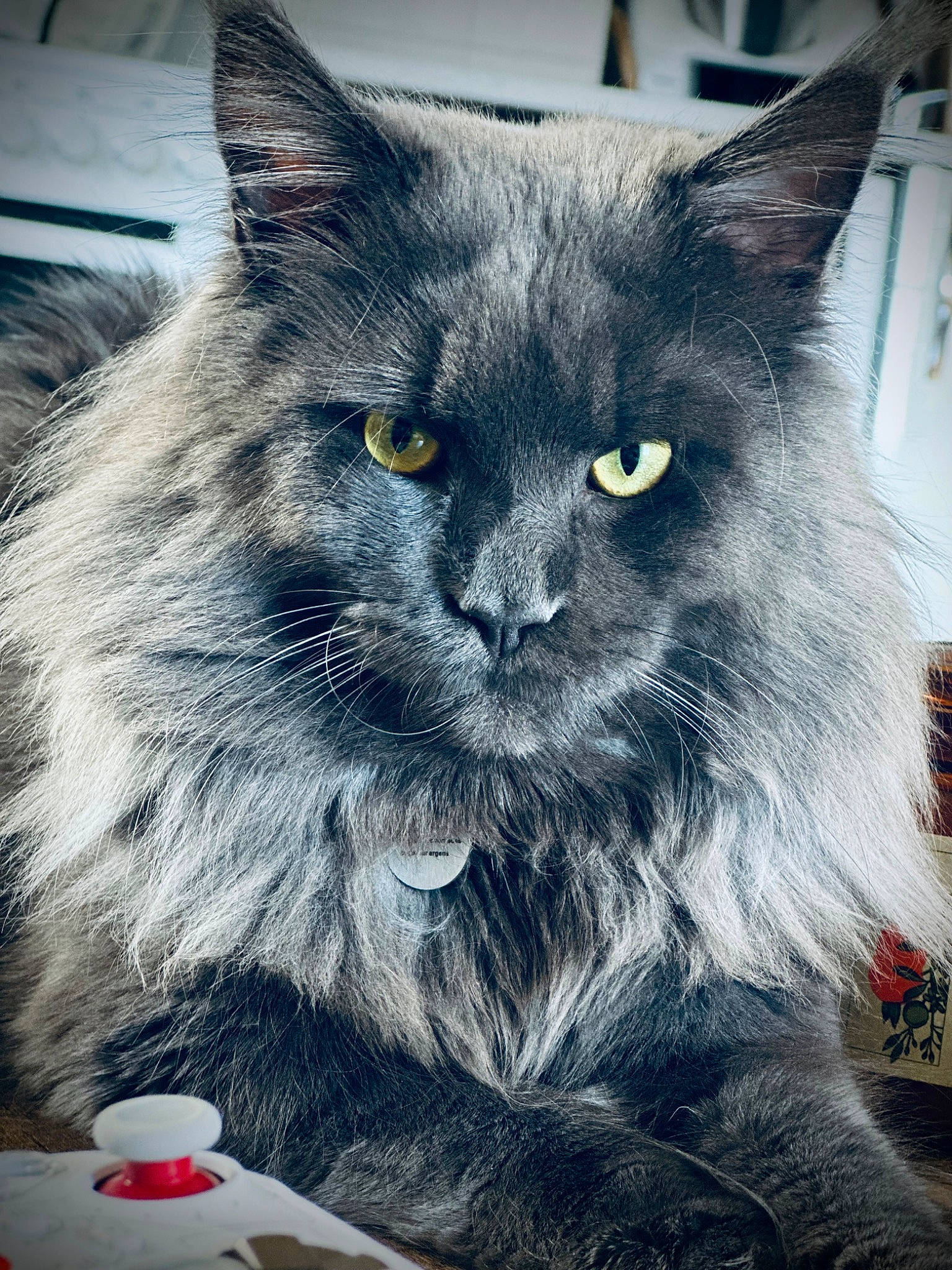 Sirius a rejoint le concours — aidez-le/la à gagner de superbes lots ! black_cat, british_longhair, carmine, carnivore, cat, claw, domestic_short_haired_cat, electric_blue, event, felidae, fur, grey, paw, small_to_medium_sized_cats, snout, tail, whiskers
