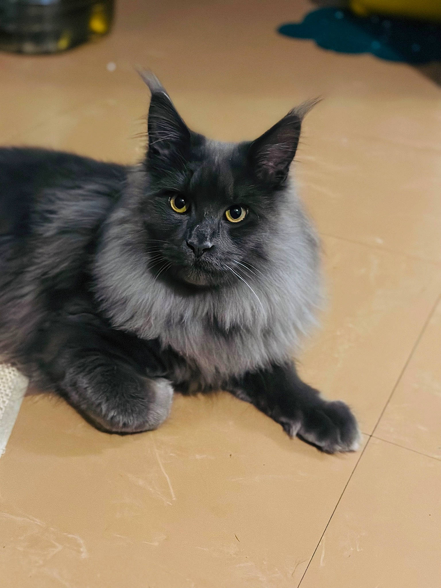 Sirius participe au concours pour gagner de l'argent avec cette photo : black_cat, bombay, carnivore, cat, claw, domestic_short_haired_cat, fawn, felidae, flooring, fur, hardwood, iris, paw, sitting, small_to_medium_sized_cats, snout, tail, tile_flooring, whiskers