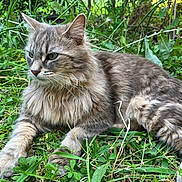 Aku participe au concours pour gagner de l'argent avec cette photo : cat, fluffy, gray_cat, green_grass, outdoor, nature, plants, flowers, wildlife, pet, animal, fur, laying_down, relaxed, closeup, whiskers, eyes, garden, mammal, peaceful