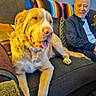 dog, golden_retriever, couch, blanket, elderly_man, smiling, indoor, pet, companion, relaxing, tongue_out, furniture, happy, home, cozy, portrait, seated, living_room, friendship, casual