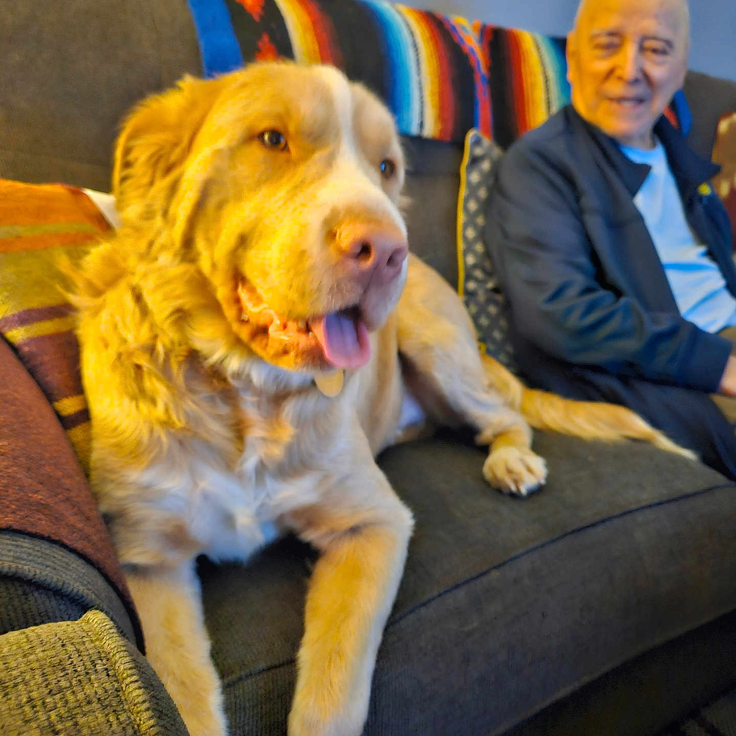 Bijou joined the competition — help win amazing prizes! dog, golden_retriever, couch, blanket, elderly_man, smiling, indoor, pet, companion, relaxing, tongue_out, furniture, happy, home, cozy, portrait, seated, living_room, friendship, casual