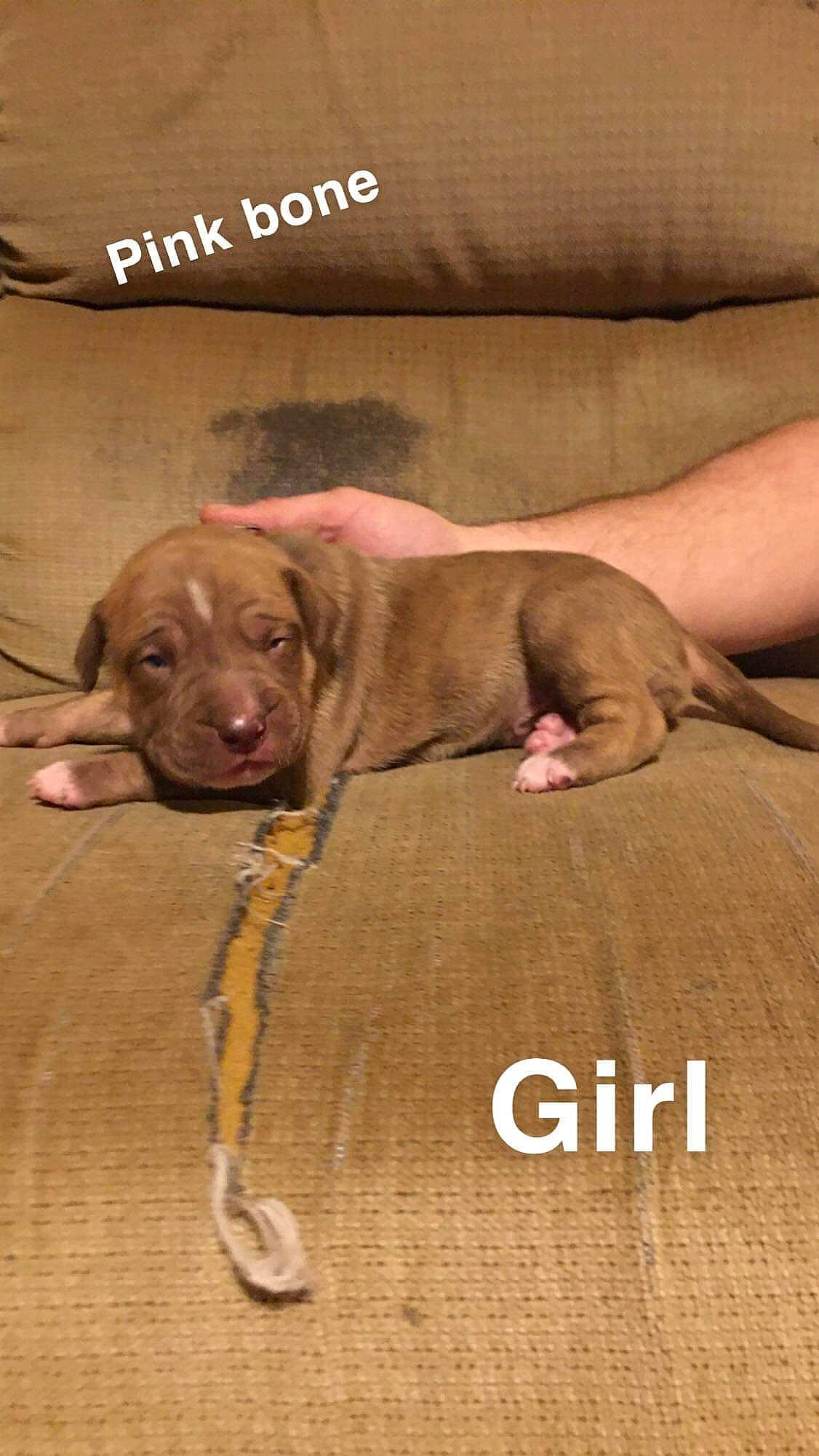 Brownie is registered to the contest to win money with this photo: american_pit_bull_terrier, beagador, canidae, carnivore, dog, dog_breed, fawn, liver, mammal, puppy, sporting_group, vertebrate, vizsla, weimaraner