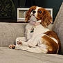 Tori joined the competition — help win amazing prizes! dog, cavalier_king_charles_spaniel, pet, couch, sofa, living_room, collar, tag, paws, fur, brown_and_white, relaxed, sitting, furniture, cushion, plant, decorative_sign, wall, indoor, close_up