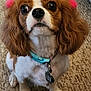 Tori is registered to the contest to win money with this photo: dog, puppy, cavalier_king_charles, brown_and_white_fur, big_eyes, floppy_ears, pink_bows, collar, id_tag, close_up, portrait, sitting, indoor, carpet, paws, nose, whiskers, cute, attentive, pet_accessory
