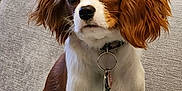 Tori joined the competition — help win amazing prizes! dog, puppy, cavalier_spaniel, pet, brown_and_white, collar, tag, sofa, couch, indoor, sitting, floppy_ears, big_eyes, fur, portrait, closeup, domestic_animal, companion, home, cute