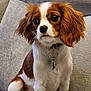 dog, puppy, cavalier_spaniel, pet, brown_and_white, collar, tag, sofa, couch, indoor, sitting, floppy_ears, big_eyes, fur, portrait, closeup, domestic_animal, companion, home, cute