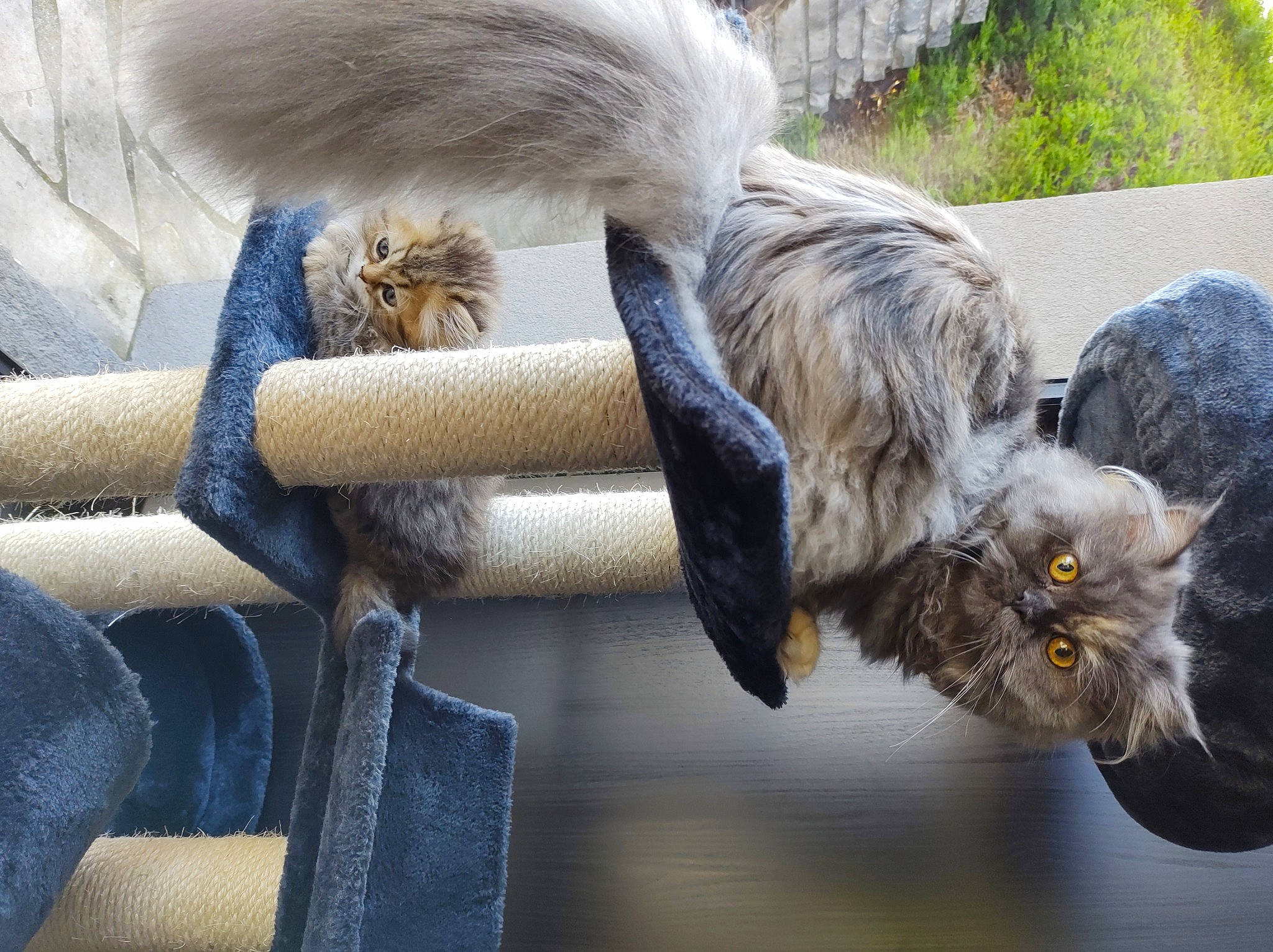 Tagada participe au concours pour gagner de l'argent avec cette photo : british_longhair, carnivore, cat, comfort, companion_dog, felidae, fur, grass, grey, outdoor_furniture, plant, small_to_medium_sized_cats, tail, terrestrial_animal, whiskers