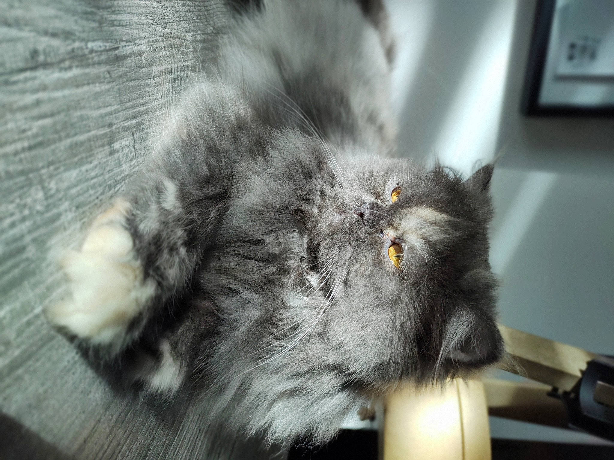 Tagada a rejoint le concours — aidez-le/la à gagner de superbes lots ! british_longhair, carnivore, cat, claw, fawn, felidae, flooring, fur, grey, lamp, paw, small_to_medium_sized_cats, snout, tail, whiskers