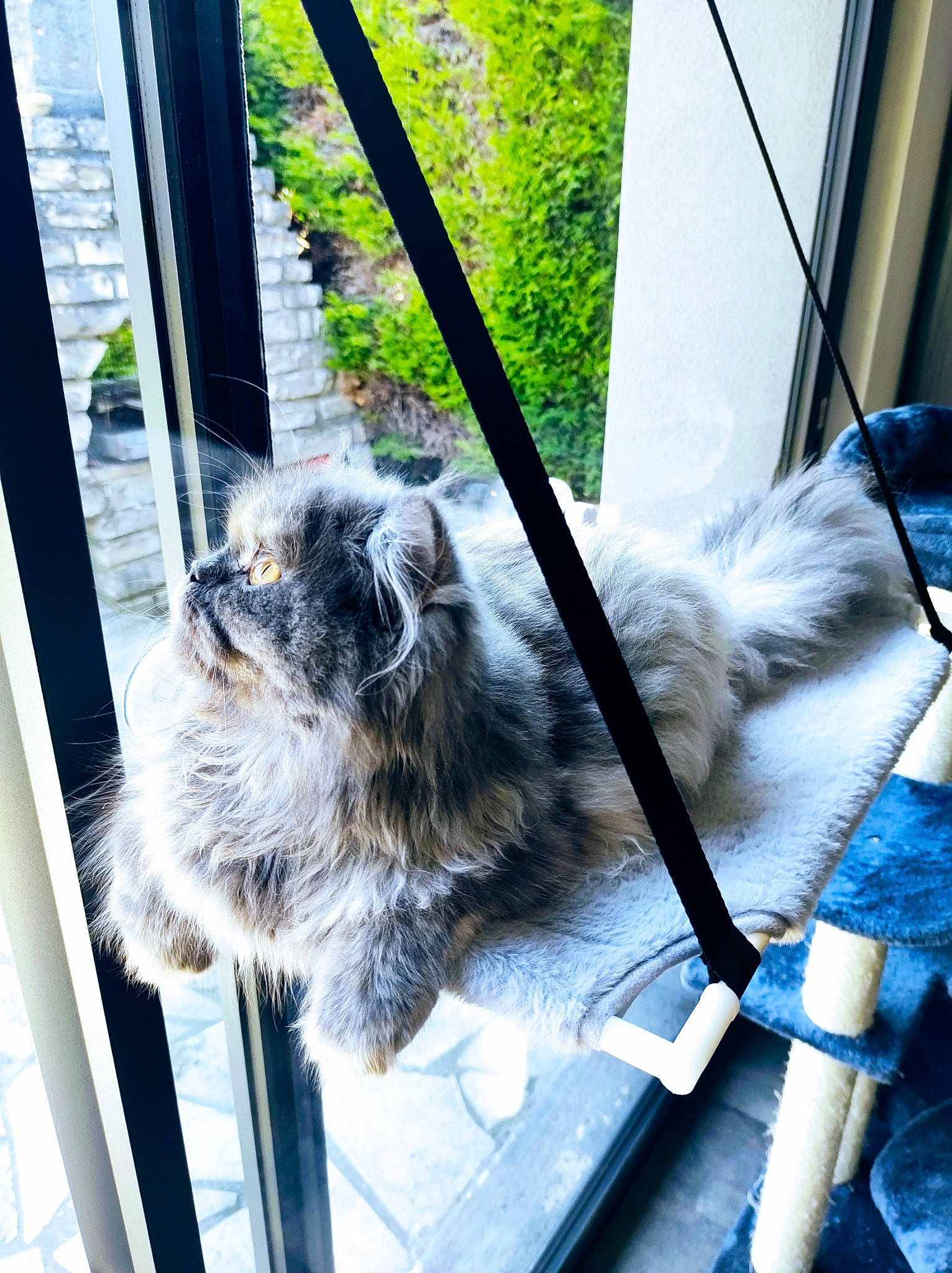 Tagada participe au concours pour gagner de l'argent avec cette photo : carnivore, collar, companion_dog, dog, dog_breed, electric_blue, felidae, fur, glass, plant, schnauzer, small_to_medium_sized_cats, snout, sporting_group, standard_schnauzer, tail, terrier, toy_dog, vertebrate, window