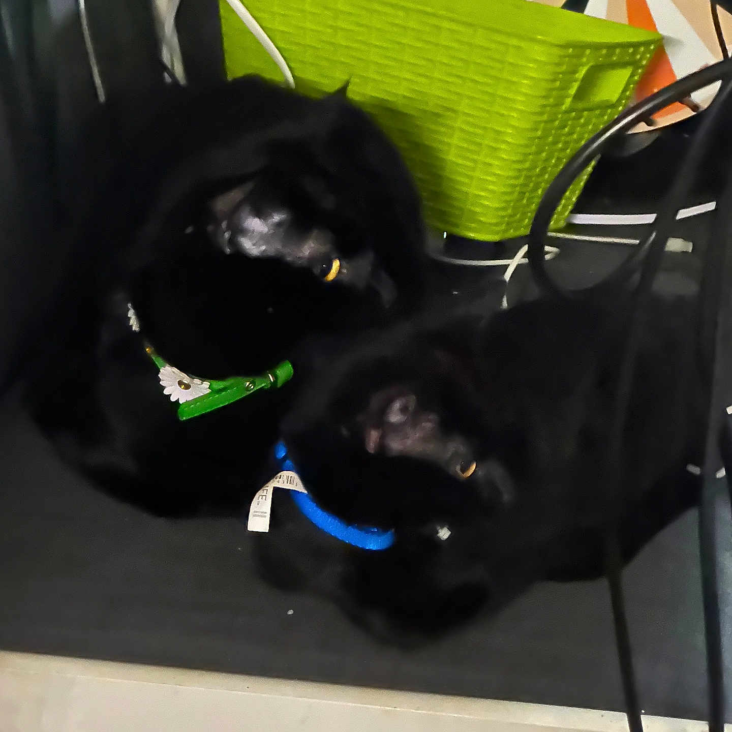 Tiny is registered to the contest to win money with this photo: animal, black_cat, cables, cat, close_together, collars, dark, dartboard, domestic, eyes, feline, floor, green_basket, indoor, pair, pets, quiet, relaxing, resting, shadow