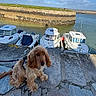 Aaros a rejoint le concours — aidez-le/la à gagner de superbes lots ! dog, dock, boat, harbor, water, stone, sky, cloud, leash, outdoor, pet, canine, marine, seaside, fishing_boat, sunny, daytime, quay, calm, nature