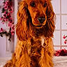 Aaros a rejoint le concours — aidez-le/la à gagner de superbes lots ! dog, golden_retriever, pet, animal, fur, long_hair, portrait, indoor, flower, rose, decor, window, arched_window, soft_texture, brown, orange, cute, sitting, closeup, fluffy