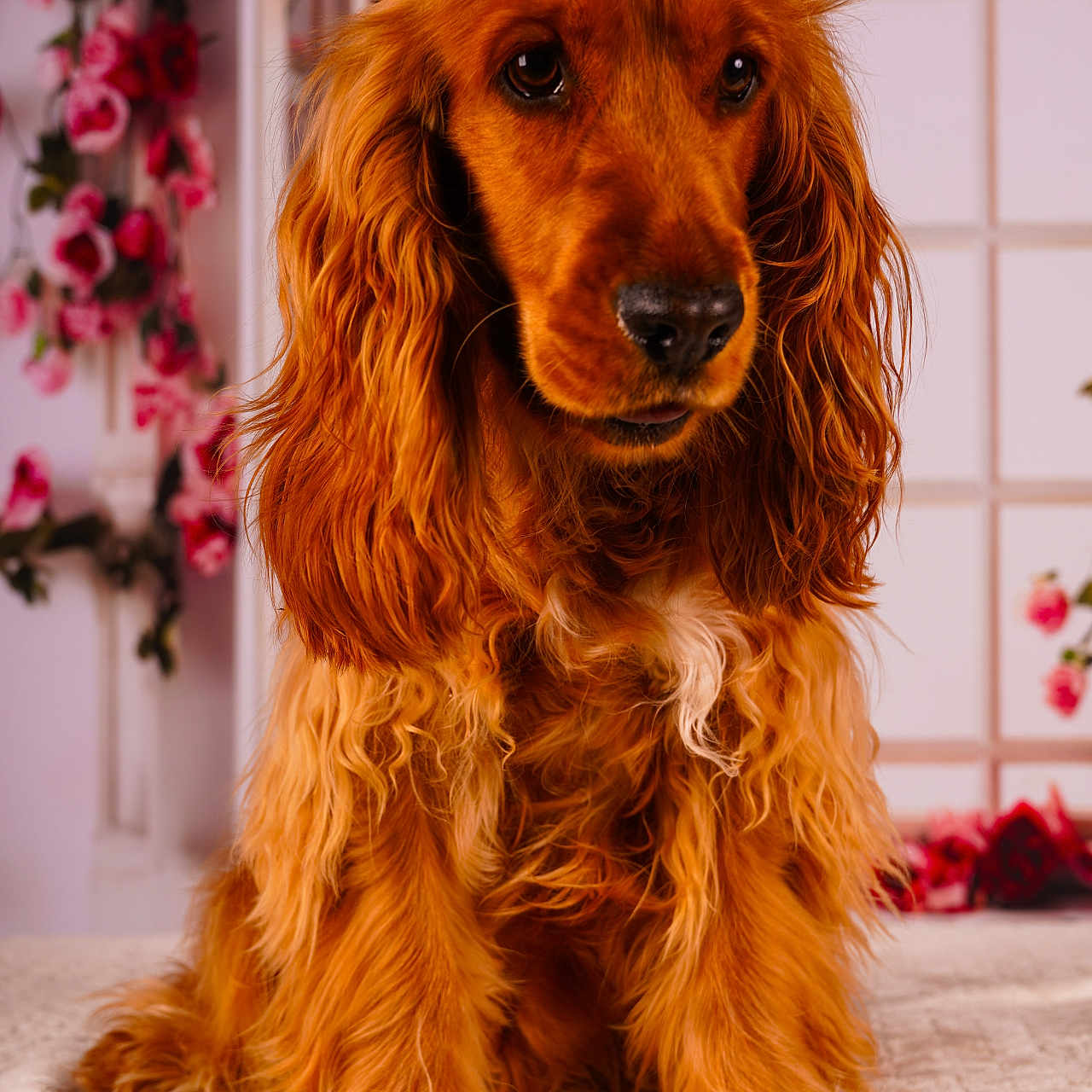 Aaros a rejoint le concours — aidez-le/la à gagner de superbes lots ! dog, golden_retriever, pet, animal, fur, long_hair, portrait, indoor, flower, rose, decor, window, arched_window, soft_texture, brown, orange, cute, sitting, closeup, fluffy