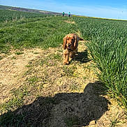 Aaros a rejoint le concours — aidez-le/la à gagner de superbes lots ! dog, path, grass, field, blue_sky, sunlight, person, walking, outdoor, nature, greenery, happy, pet, animal, countryside, daytime, summer, landscape, running, canine