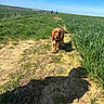dog, path, grass, field, blue_sky, sunlight, person, walking, outdoor, nature, greenery, happy, pet, animal, countryside, daytime, summer, landscape, running, canine