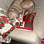 dog, sleeping, couch, blanket, pillow, indoor, resting, cozy, brown_fur, white_markings, carpet, furniture, relaxation, pet, home, comfort, holiday_theme, soft_texture, nap, domestic