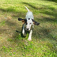 Aby participe au concours pour gagner de l'argent avec cette photo : dog, puppy, grass, outdoor, running, sunlight, ears, tail, animal, nature, playful, pet, young, canine, mammal, walking, daylight, greenery, summer, field