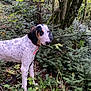 Aby participe au concours pour gagner de l'argent avec cette photo : dog, forest, greenery, trees, ferns, outdoor, nature, animal, canine, leash, collar, spotted, black_and_white, wildlife, adventure, plant, bark, foliage, moss, explorer
