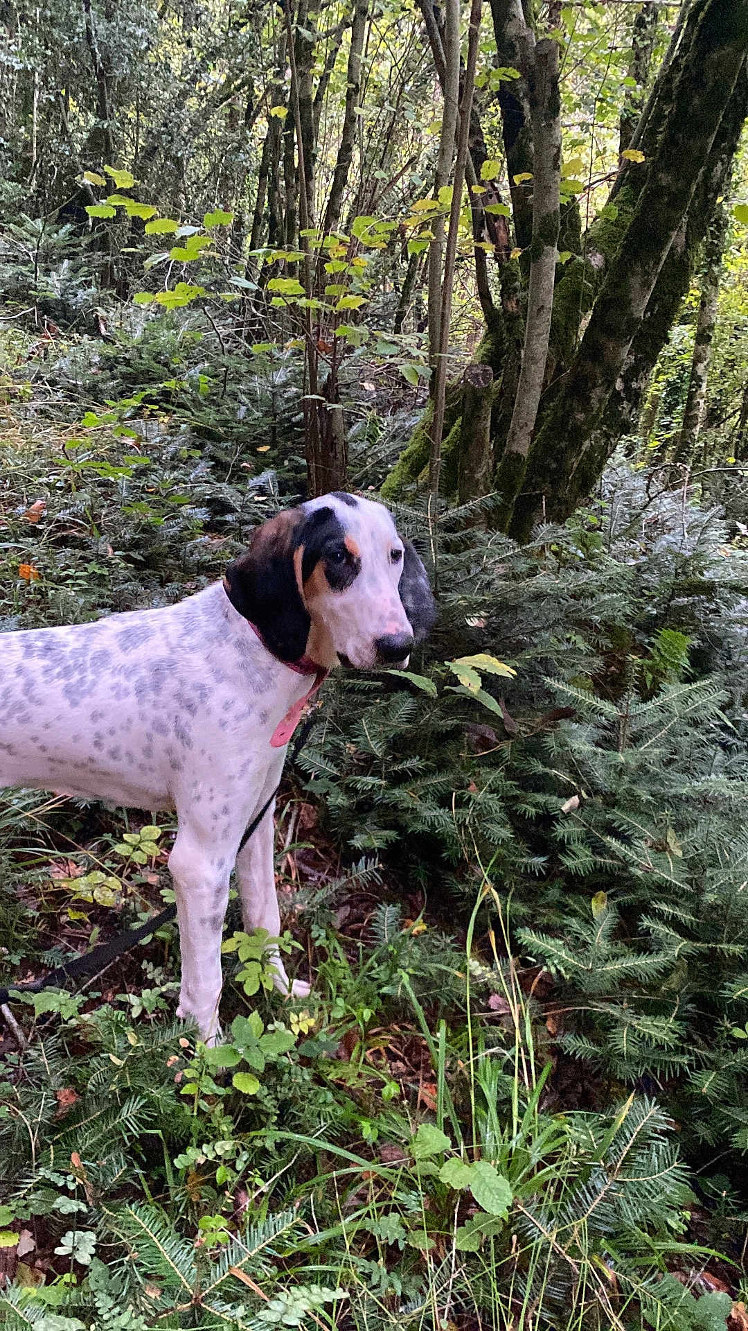 Aby participe au concours pour gagner de l'argent avec cette photo : dog, forest, greenery, trees, ferns, outdoor, nature, animal, canine, leash, collar, spotted, black_and_white, wildlife, adventure, plant, bark, foliage, moss, explorer